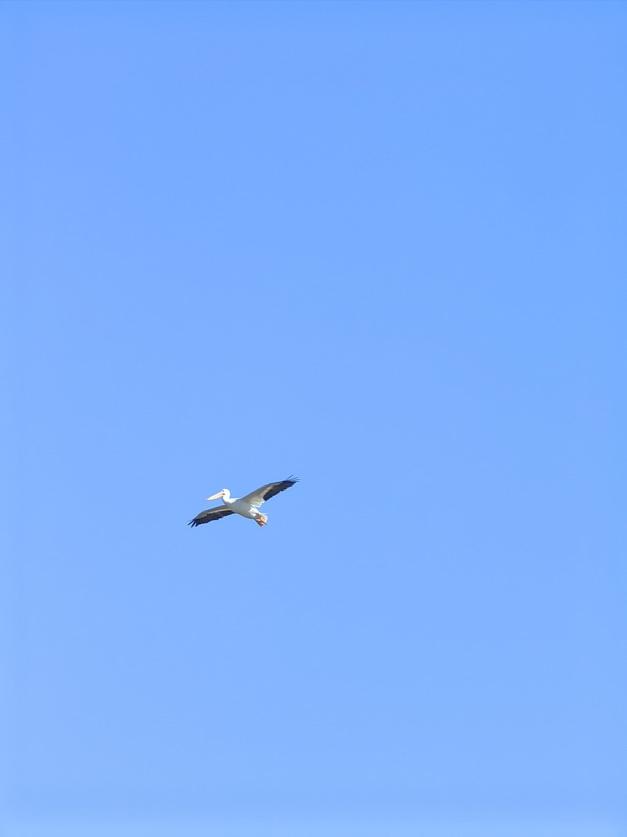 pelikán severoamerický - ML632975052