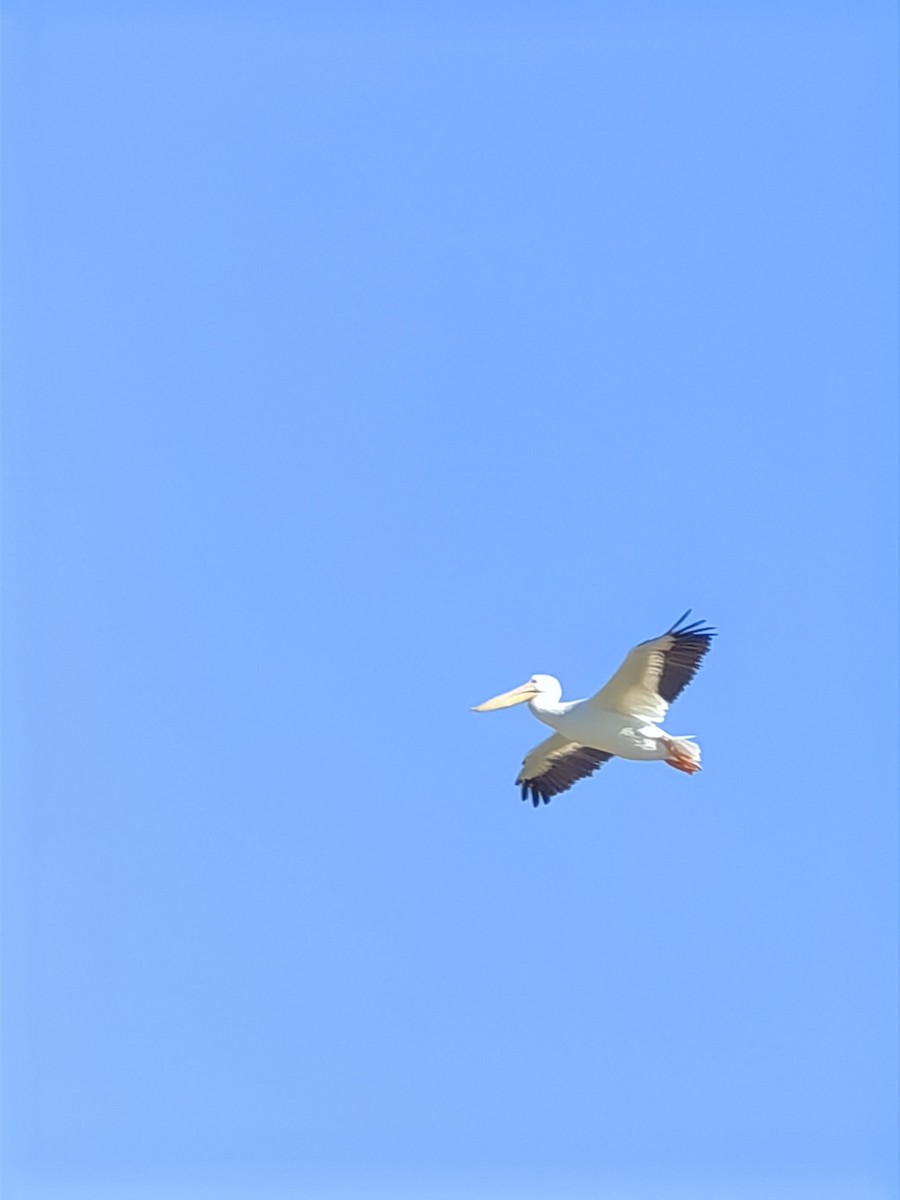 pelikán severoamerický - ML632975053