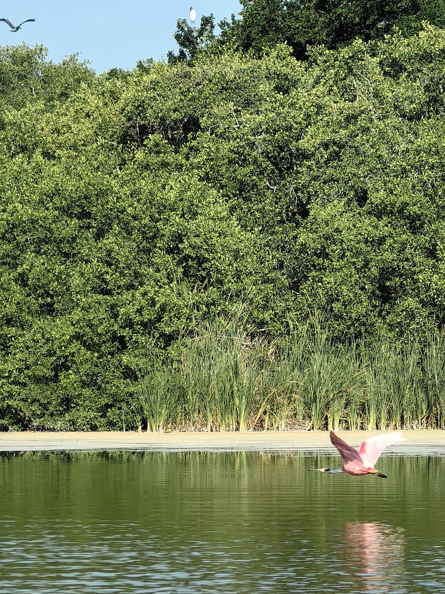 kolpík růžový - ML632975144