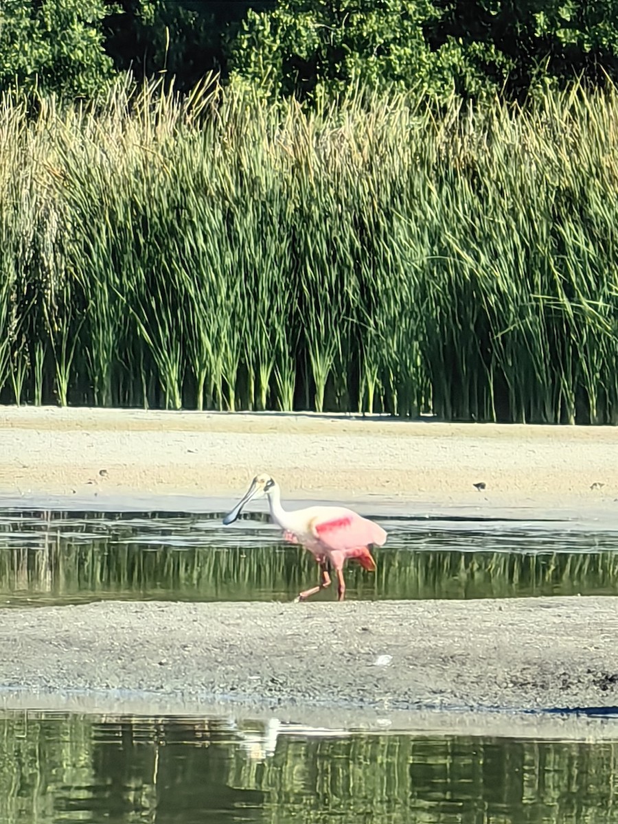 kolpík růžový - ML632975145