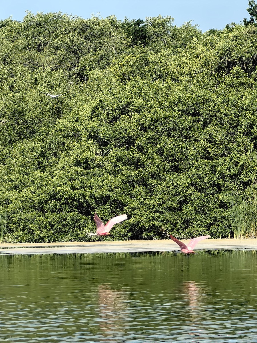 kolpík růžový - ML632975146