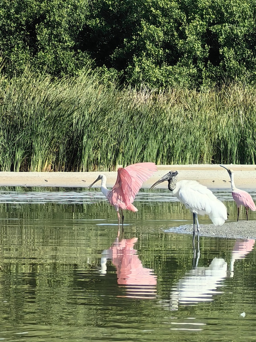 nesyt americký - ML632975200