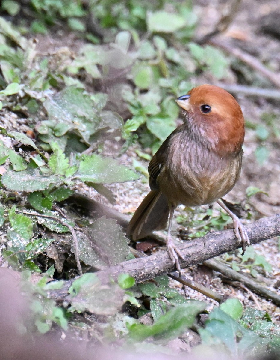 Brown-winged Parrotbill - ML632975241