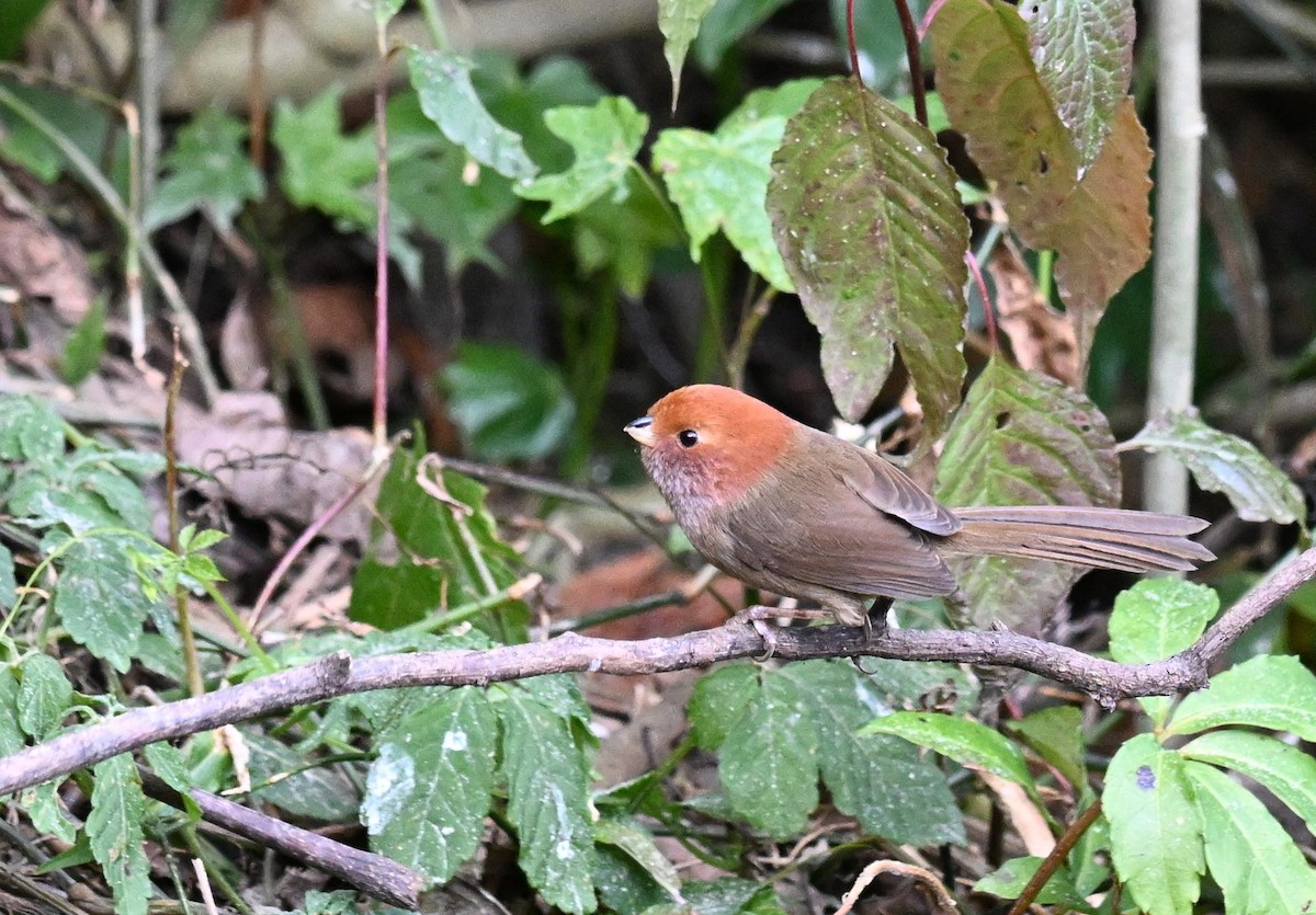 Brown-winged Parrotbill - ML632975243