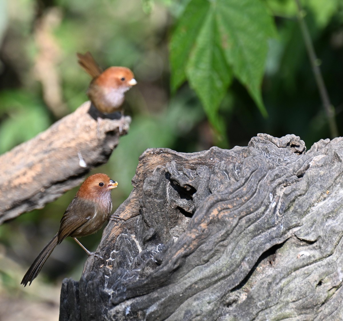 Brown-winged Parrotbill - ML632975245
