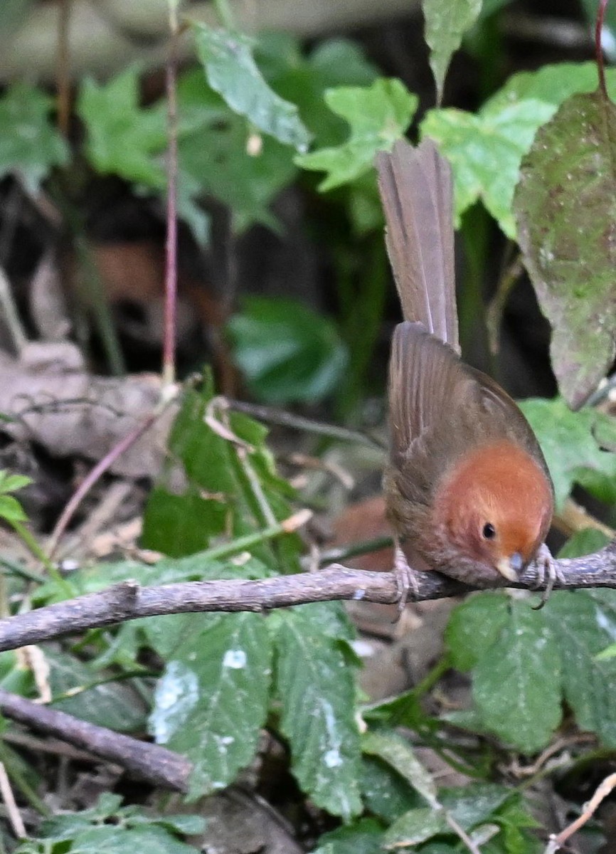 Brown-winged Parrotbill - ML632975246