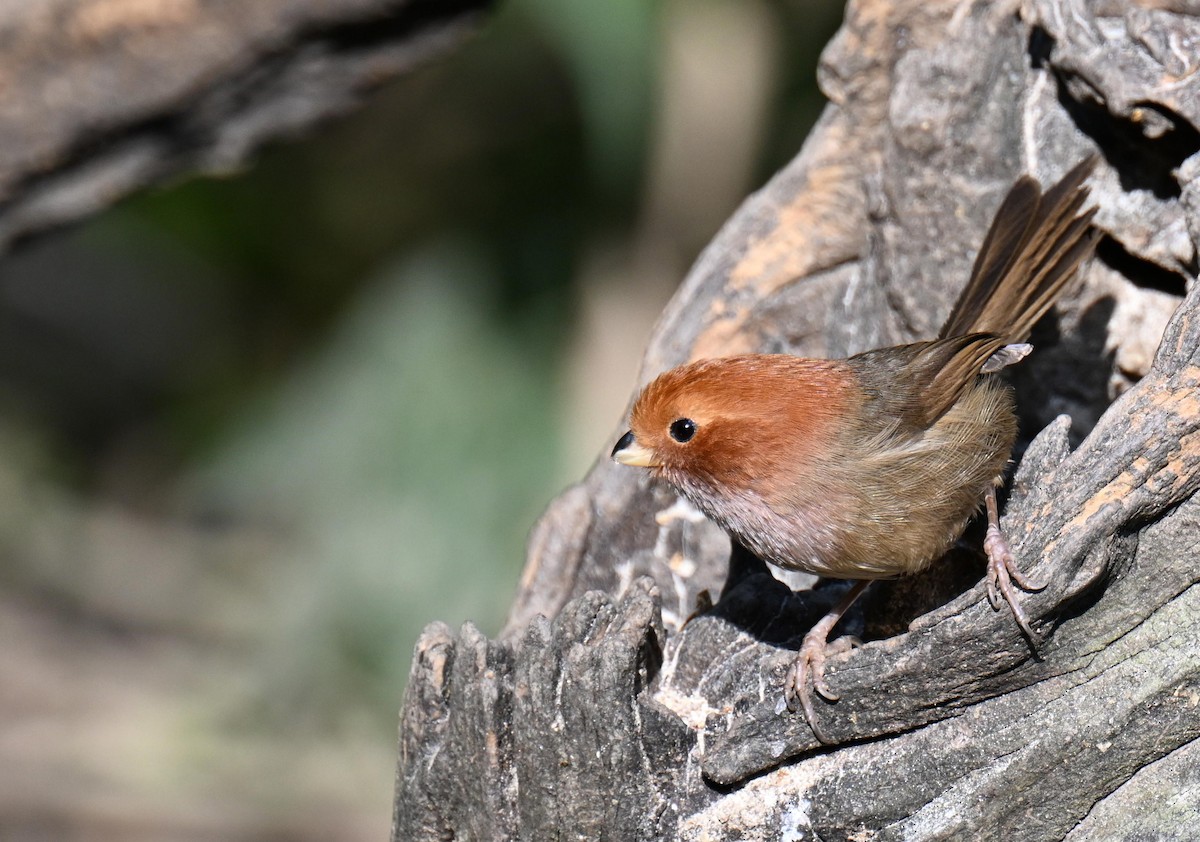 Brown-winged Parrotbill - ML632975248