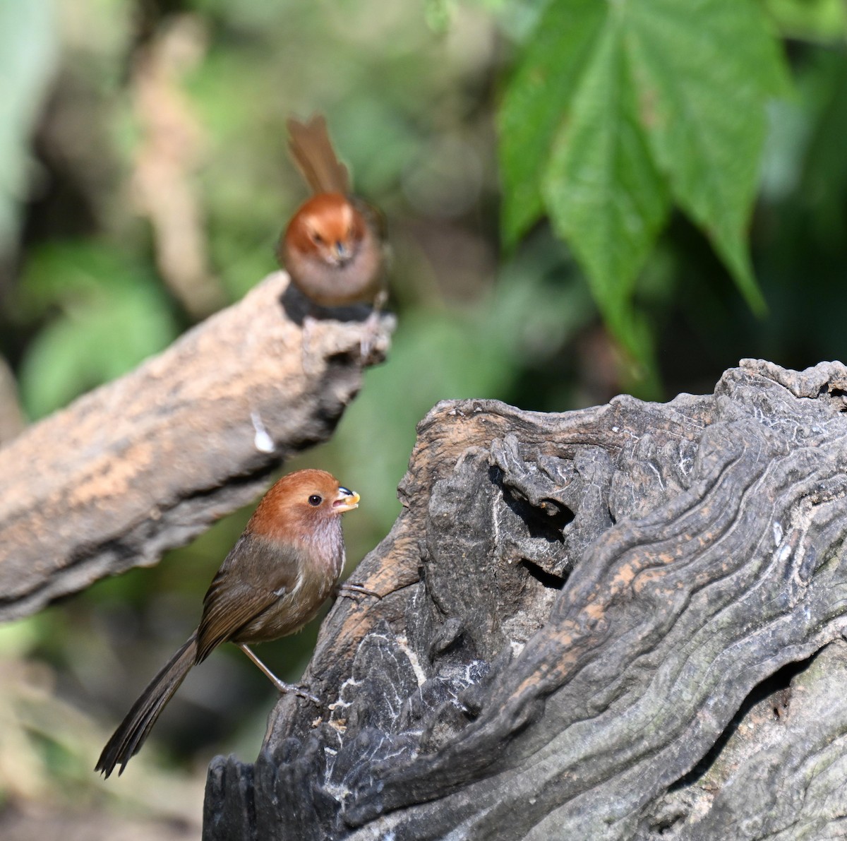 Brown-winged Parrotbill - ML632975250