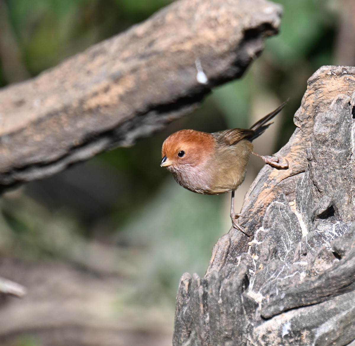 Brown-winged Parrotbill - ML632975251