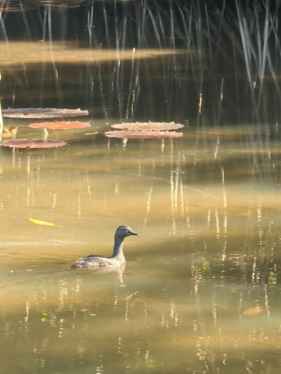 potápka nejmenší - ML632975324