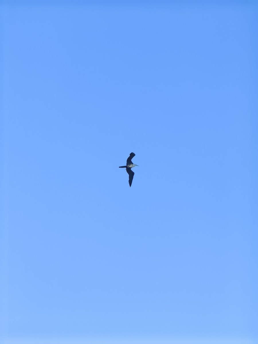 fregatka vznešená - ML632975359