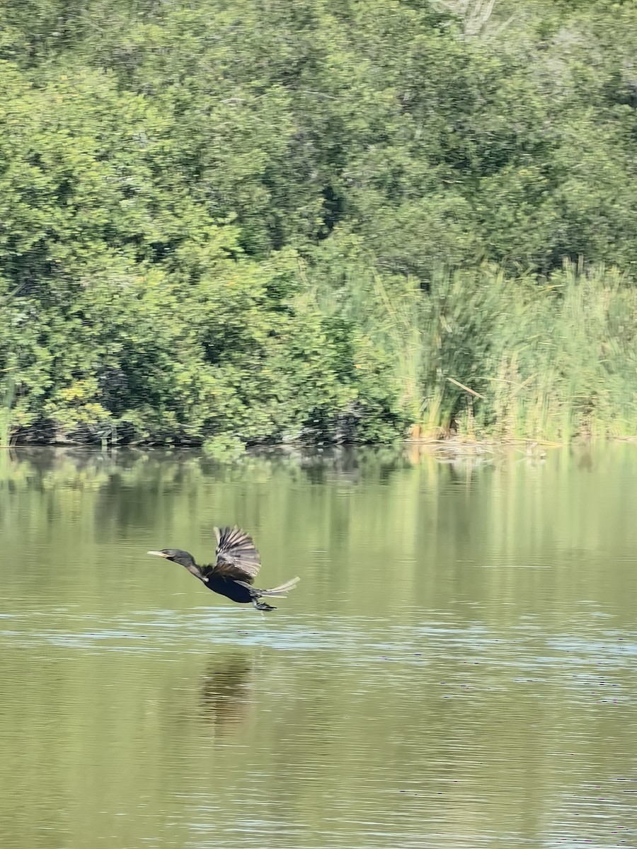 kormorán neotropický - ML632975437