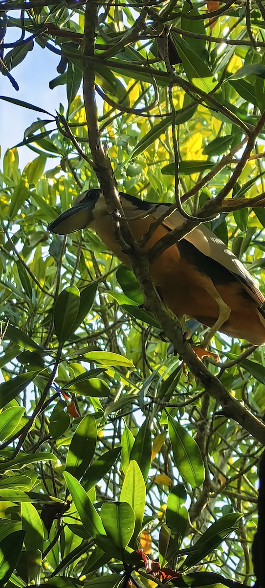 volavčík člunozobý - ML632975470