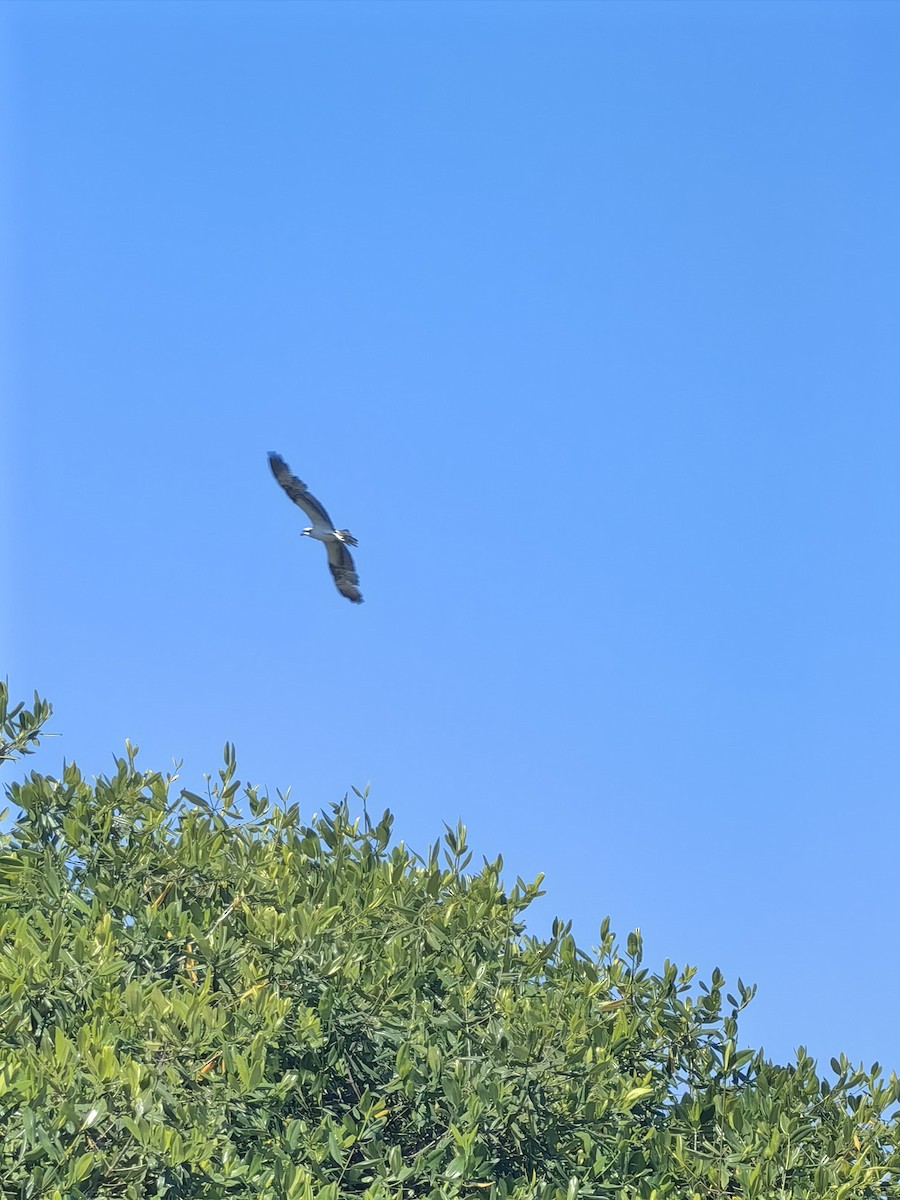 orlovec říční - ML632975531