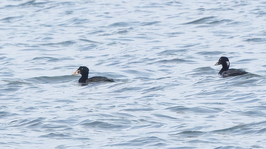 Surf Scoter - ML632975563