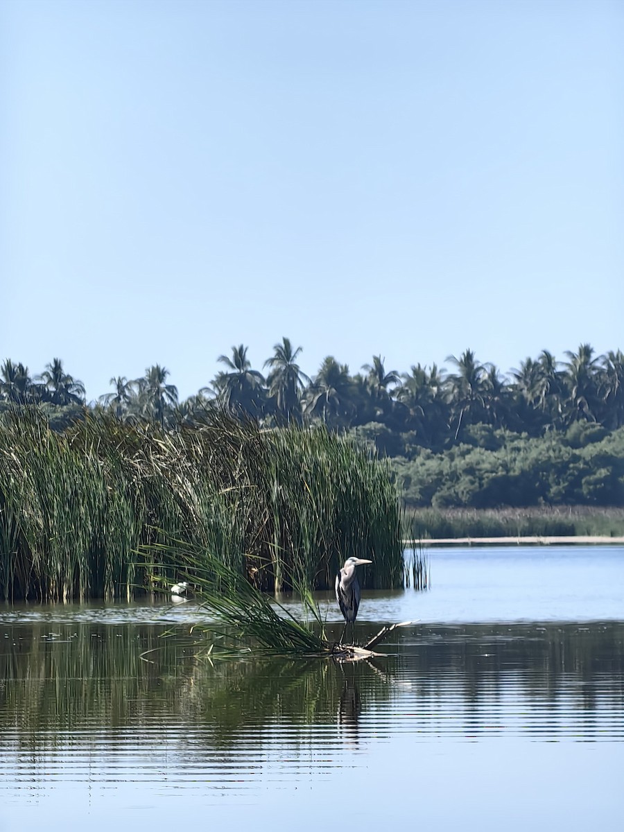 volavka velká - ML632975564