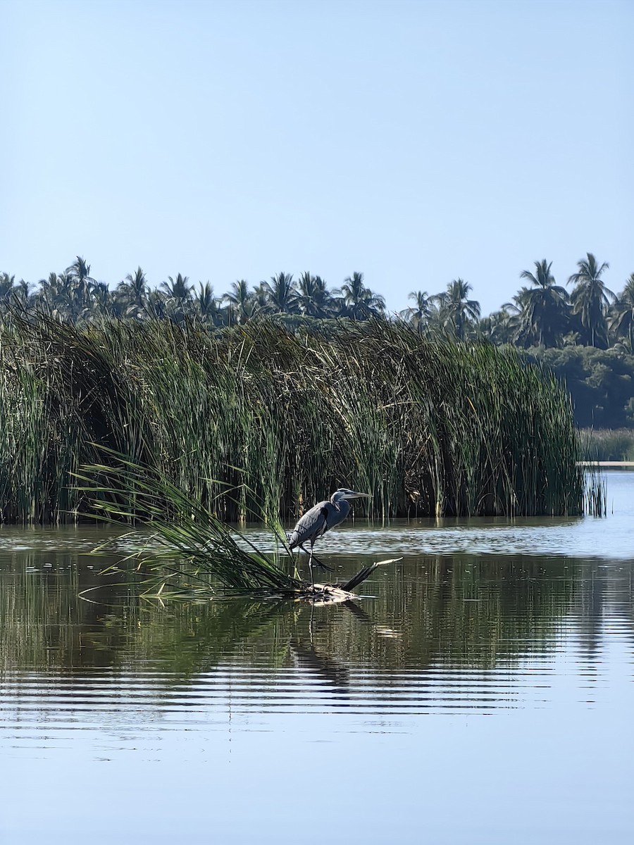 volavka velká - ML632975565