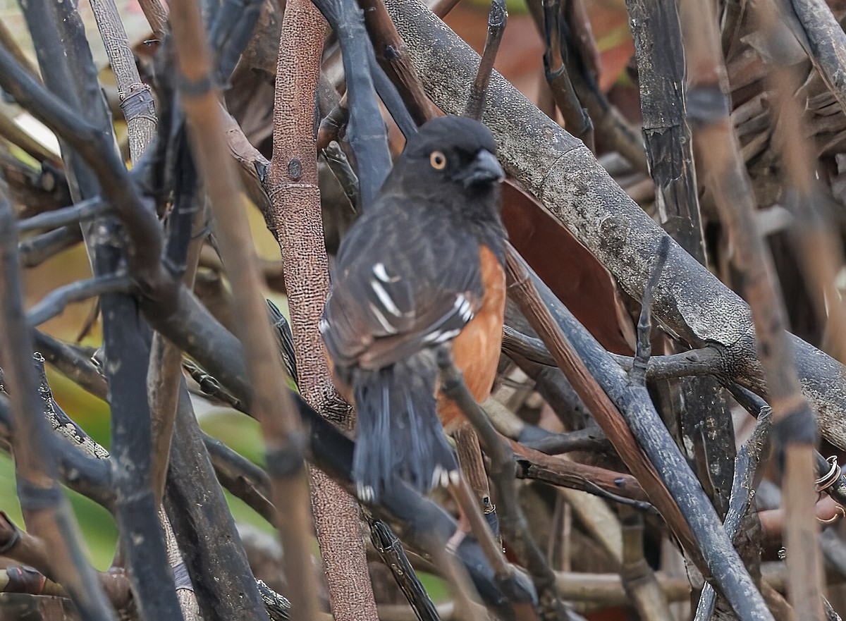 Eastern Towhee - ML632975587