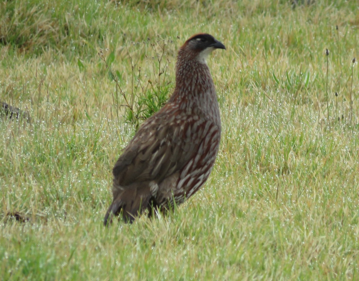 Erckel's Spurfowl - ML632975598