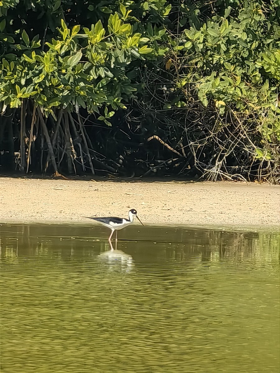 pisila černokrká - ML632975709