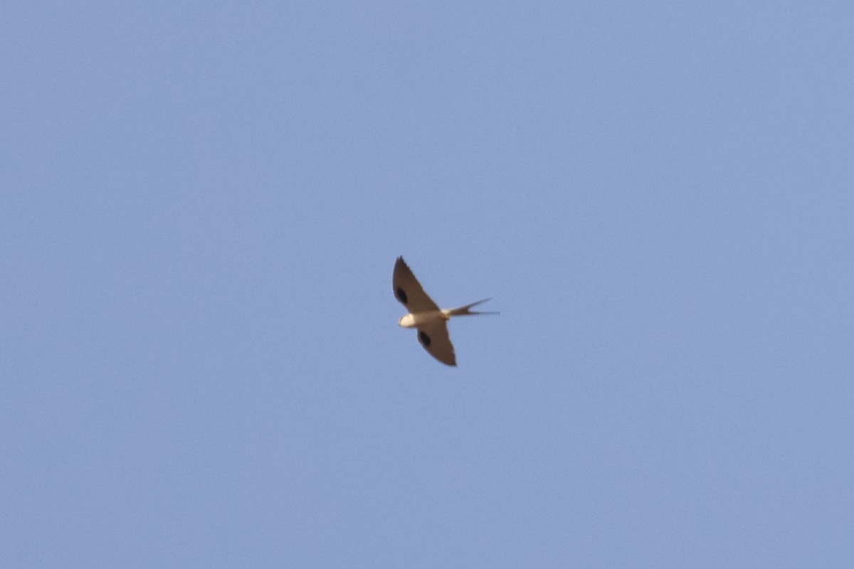 Scissor-tailed Kite - ML632975819