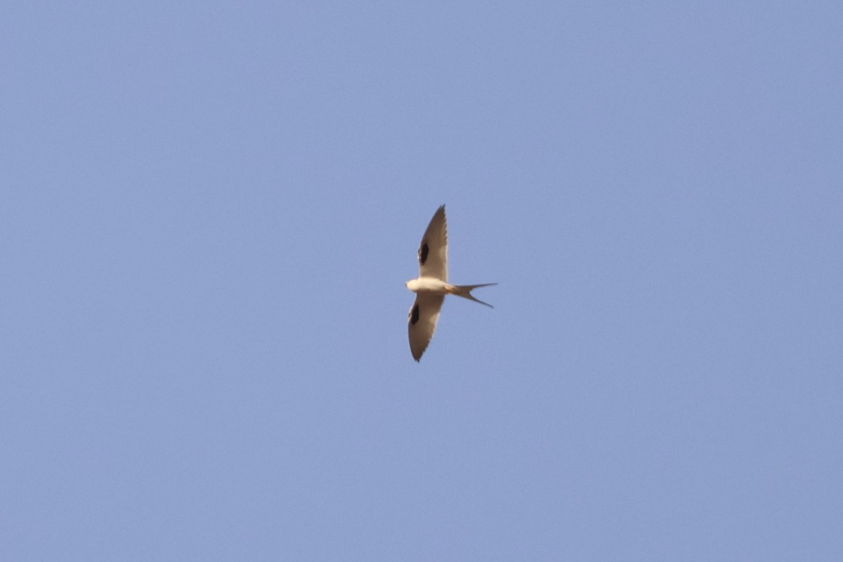 Scissor-tailed Kite - ML632975820