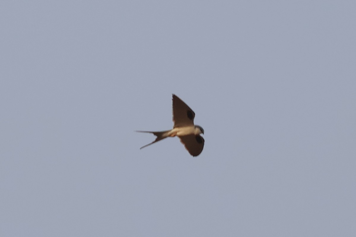 Scissor-tailed Kite - ML632975821