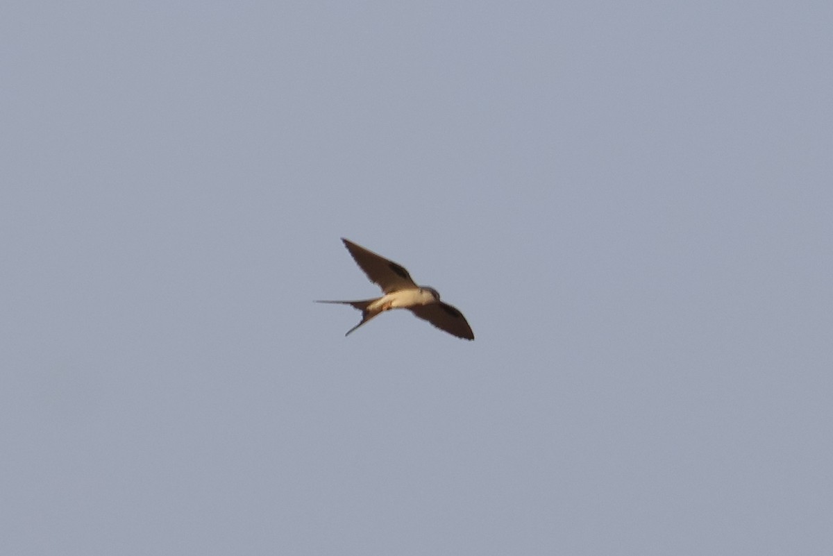 Scissor-tailed Kite - ML632975822