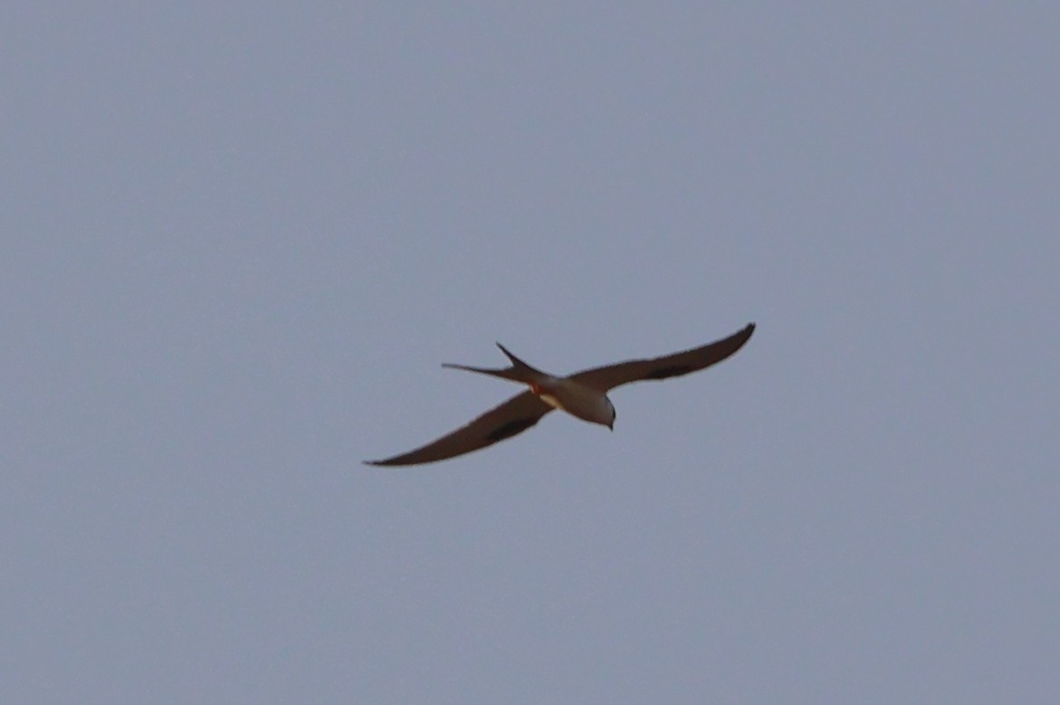 Scissor-tailed Kite - ML632975823