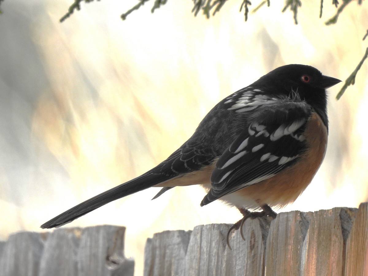 Spotted Towhee - ML632975978