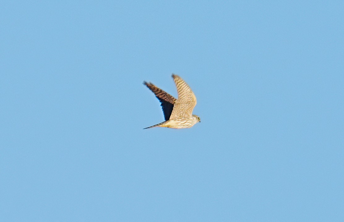 Merlin - ML632976243