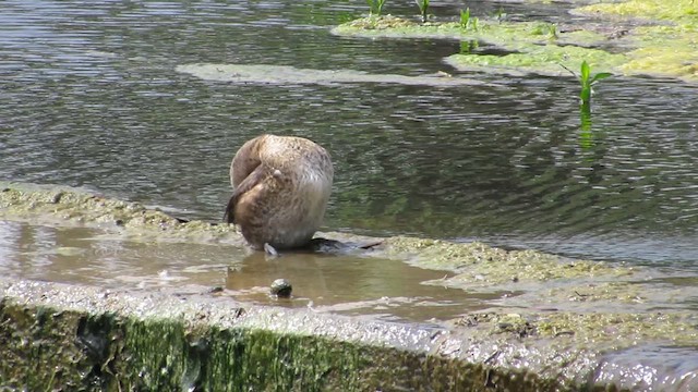 Pied-billed Grebe - ML632976311