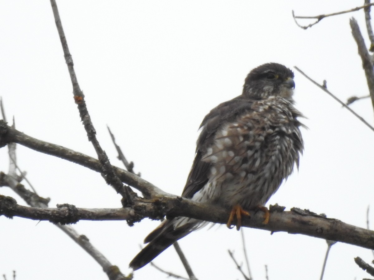 Merlin (Taiga) - ML632976318