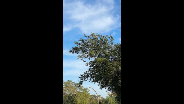 Cedar Waxwing - ML632976406