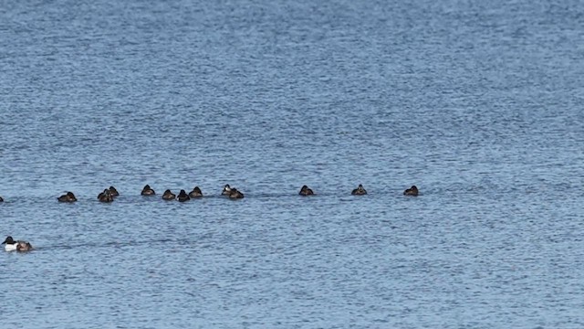 Ring-necked Duck - ML632976450