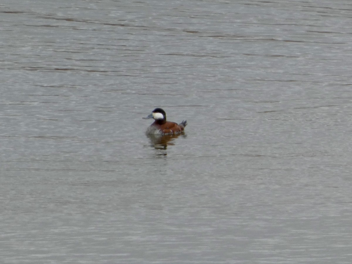 Ruddy Duck - ML632976556
