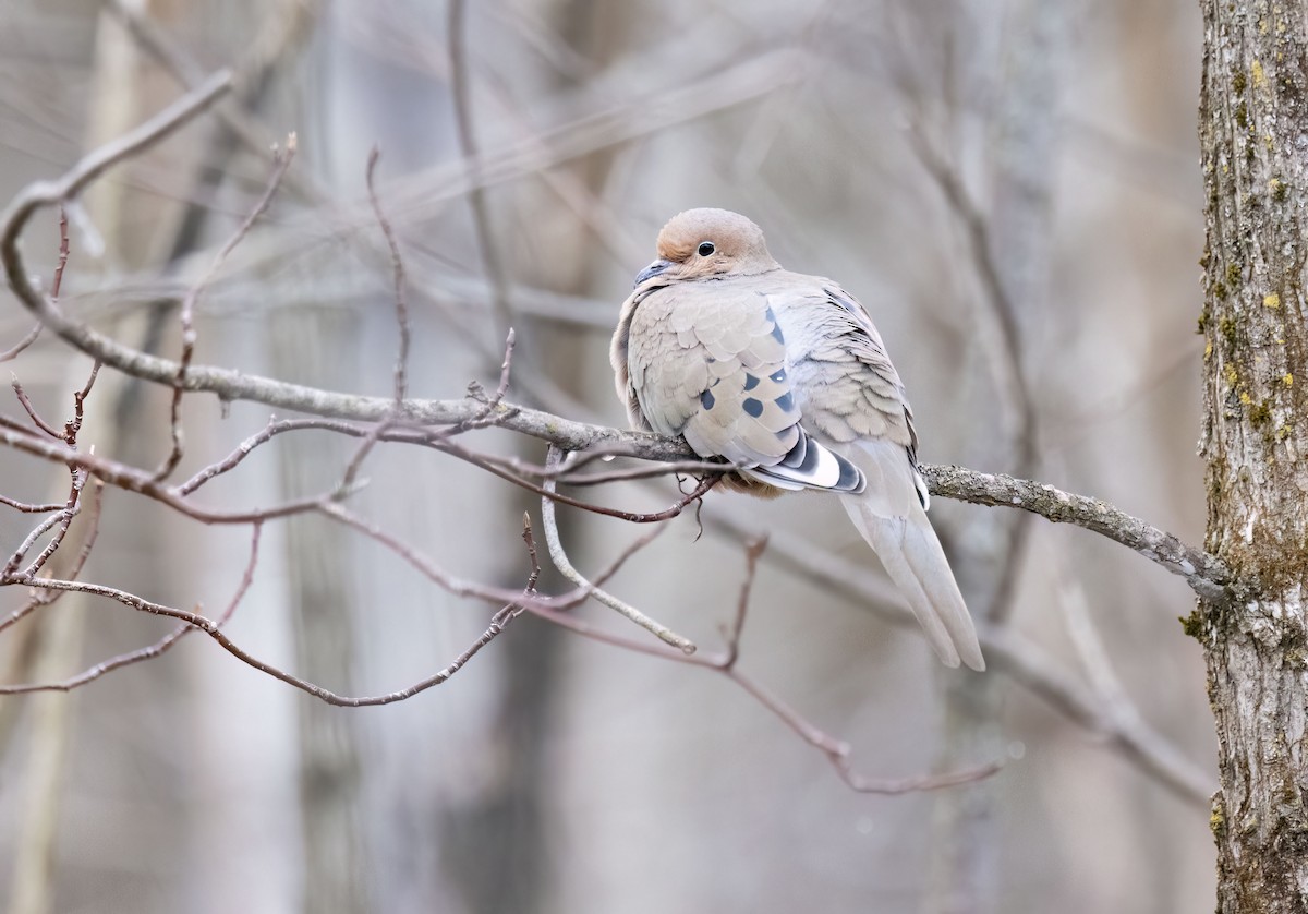 Mourning Dove - ML632976620