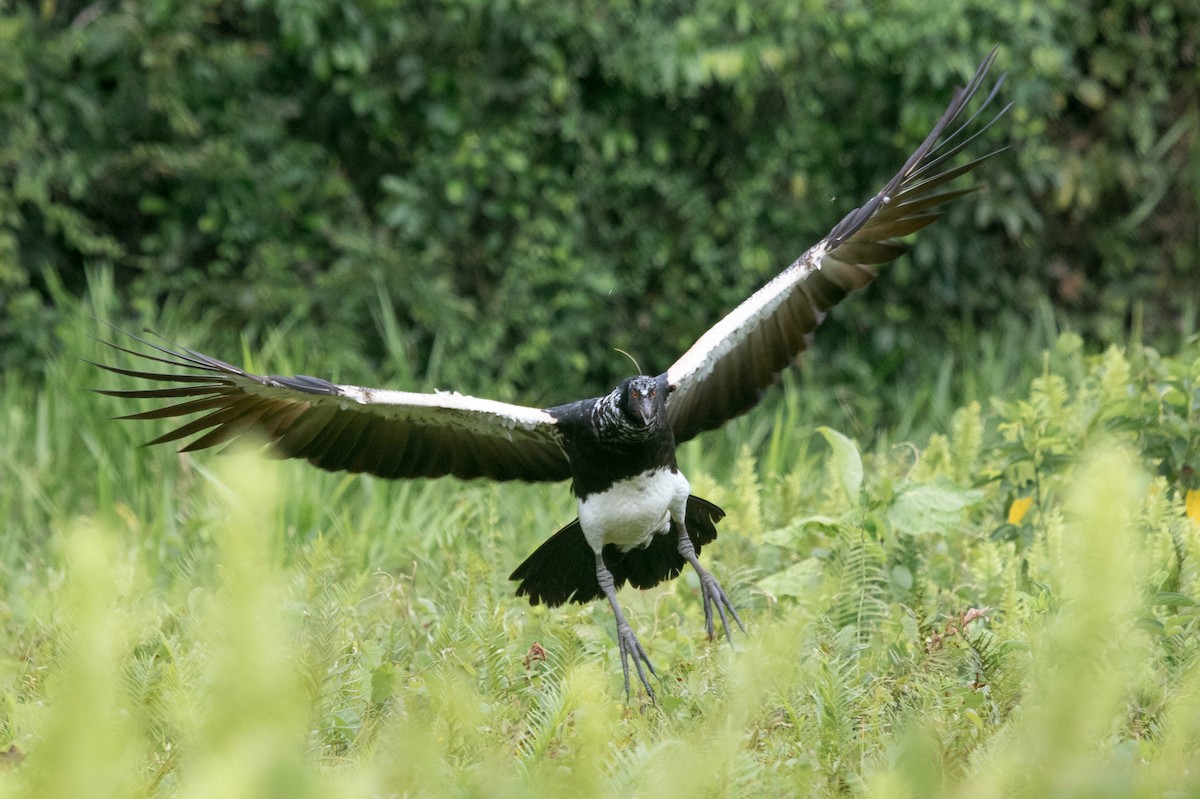 Horned Screamer - Michael Hooper