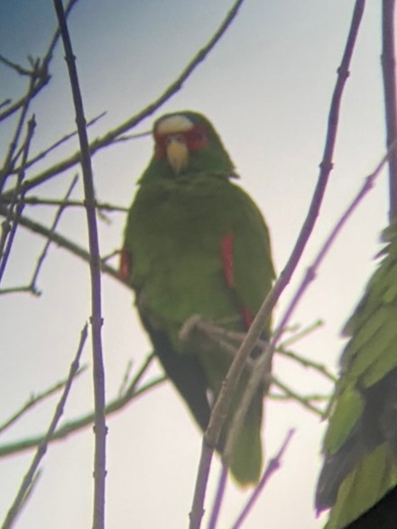 White-fronted Amazon - ML632976825