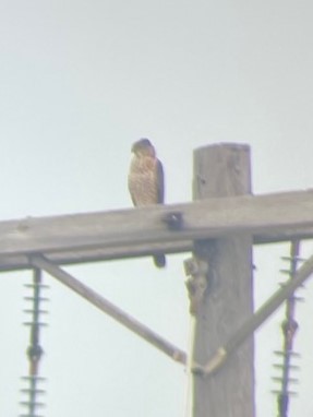 Cooper's Hawk - ML632976916