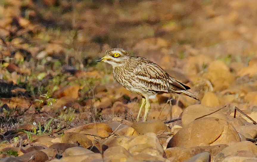 Eurasian Thick-knee - ML632976933