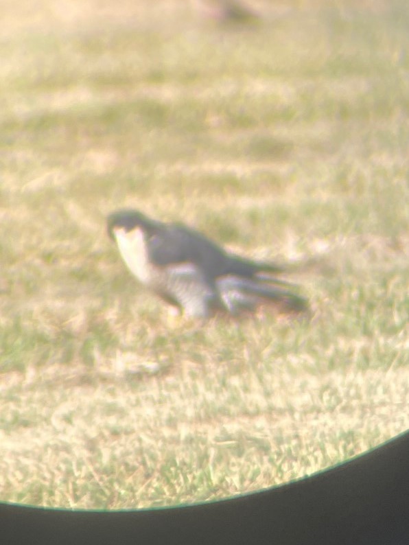 Peregrine Falcon - ML632976961