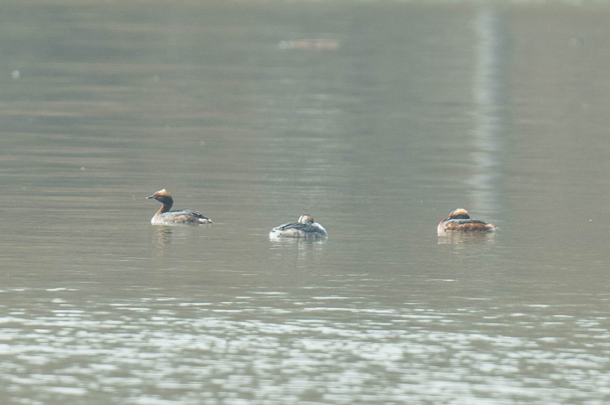 potápka žlutorohá - ML632977030