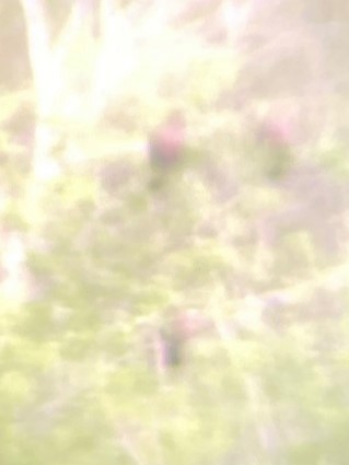 Red-billed Pigeon - ML632977035