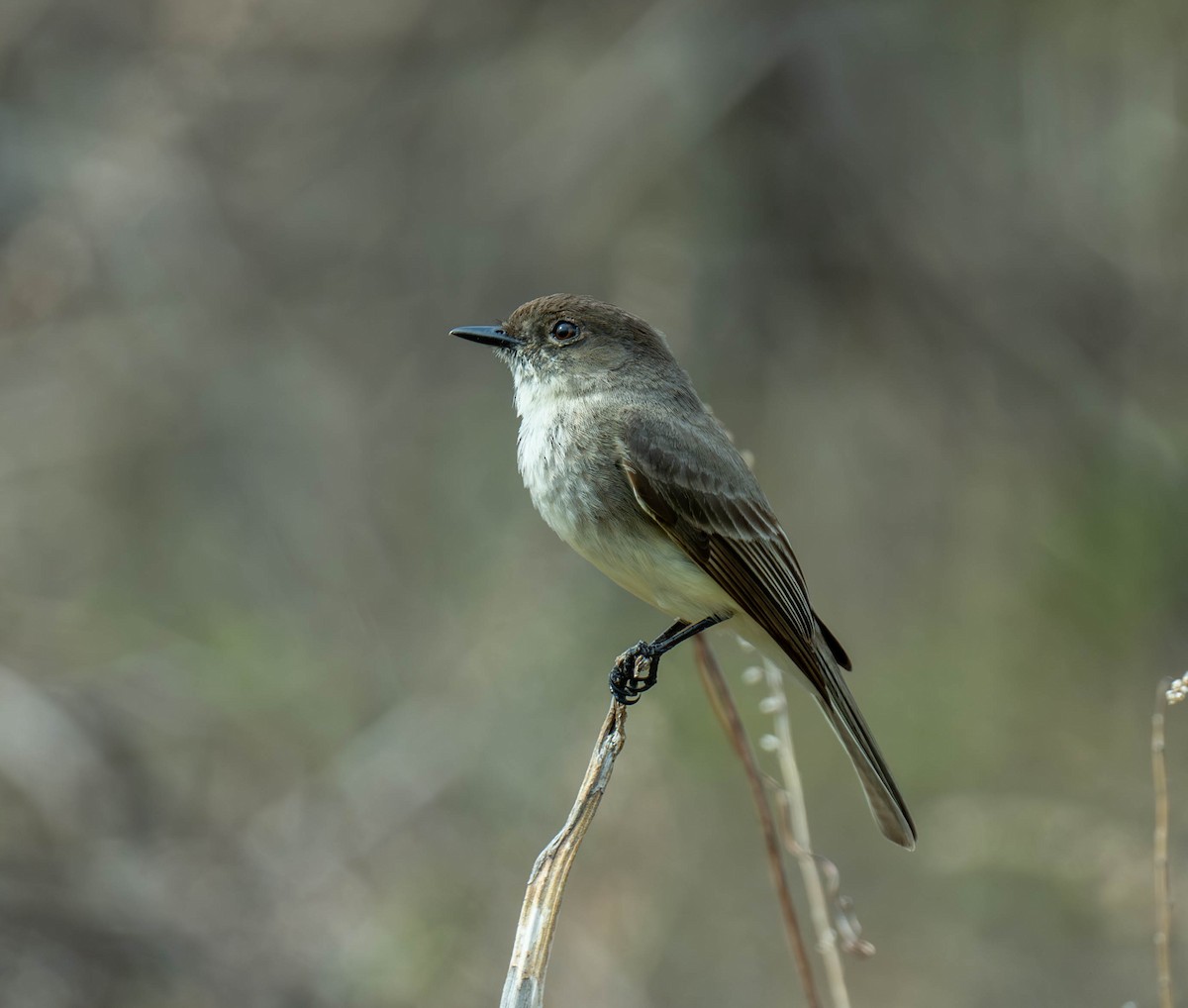 tyranovec domácí - ML632977113