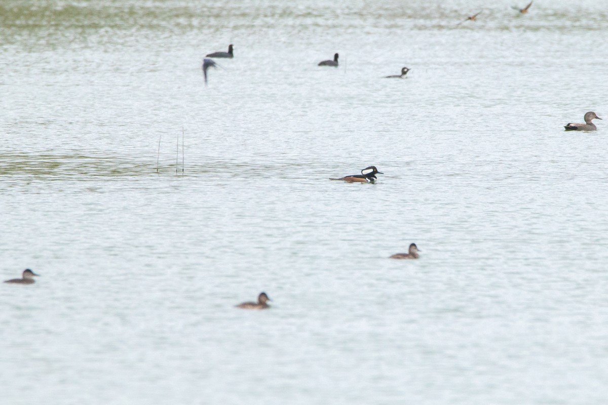 Hooded Merganser - ML632977120