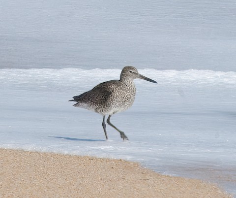 Willet (Eastern) - ML632977392