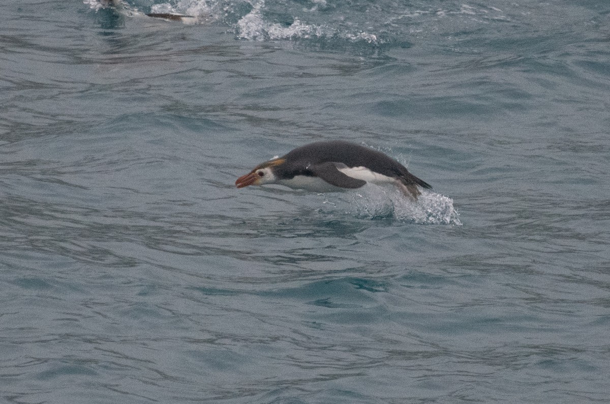 Royal Penguin - ML632977430
