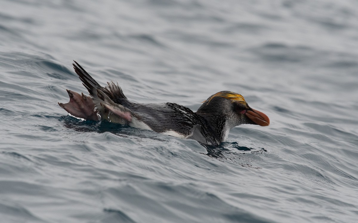 Royal Penguin - ML632977432
