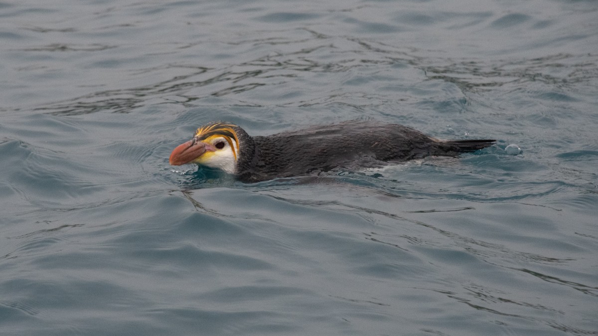 Royal Penguin - ML632977433